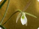 Brassavola cebolleta (Syn. ovaliformis)